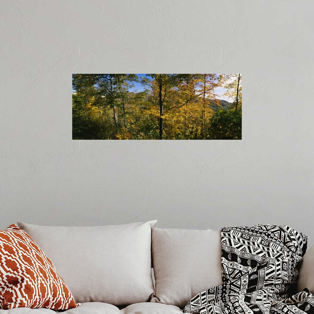 A bohemian room featuring Trees in a forest, Blue Ridge Mountains, Outside of Spruce Pine, North Carolina