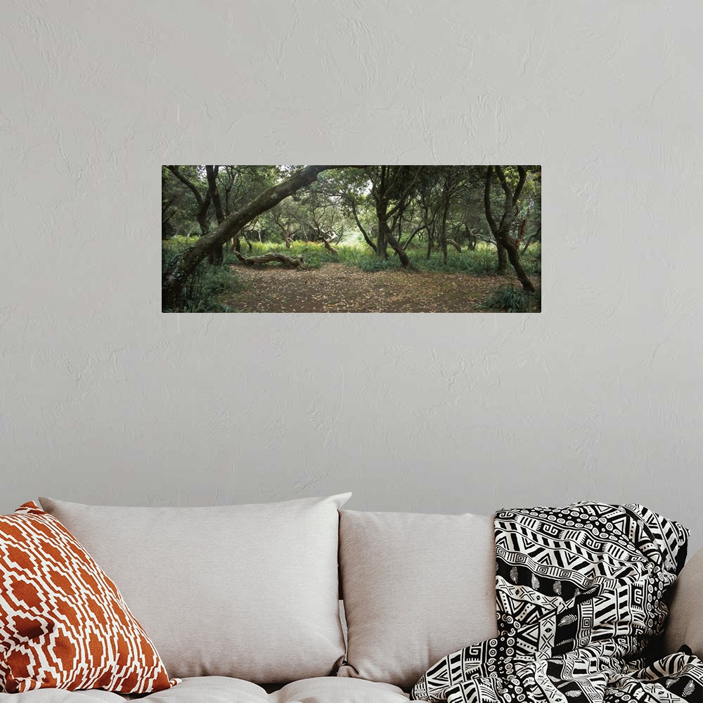 A bohemian room featuring Trees in a forest, Rabacal, Madeira, Portugal