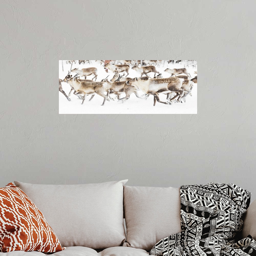 A bohemian room featuring Reindeer herded by Sami people running fast in the white landscape during a snowfall, Lapland, Sw...