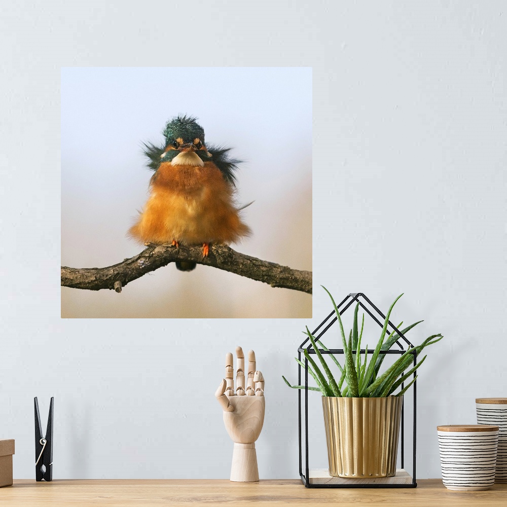 A bohemian room featuring A portrait of a young fluffed up kingfisher bird.