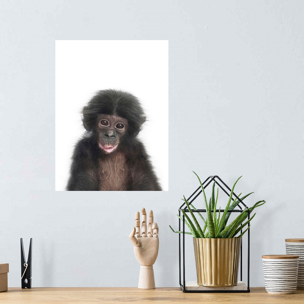 A bohemian room featuring Baby Monkey