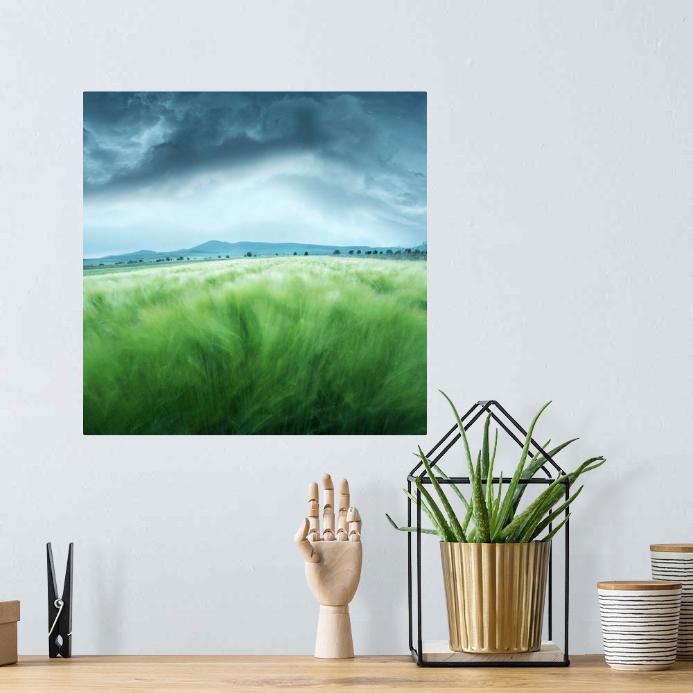 A bohemian room featuring A barley field blowing in the wind, with dark storm clouds overhead.