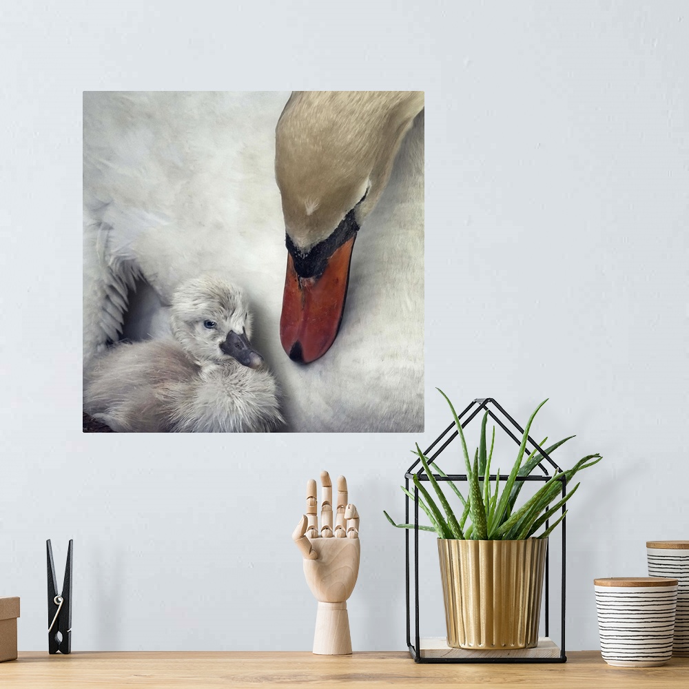 A bohemian room featuring A young cygnet snuggles closely to its mother who is keeping watch over him.