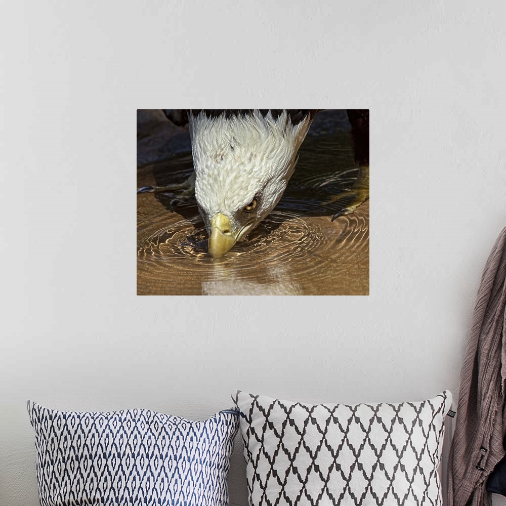 A bohemian room featuring A bald eagle in shallow water bends down to take a drink.