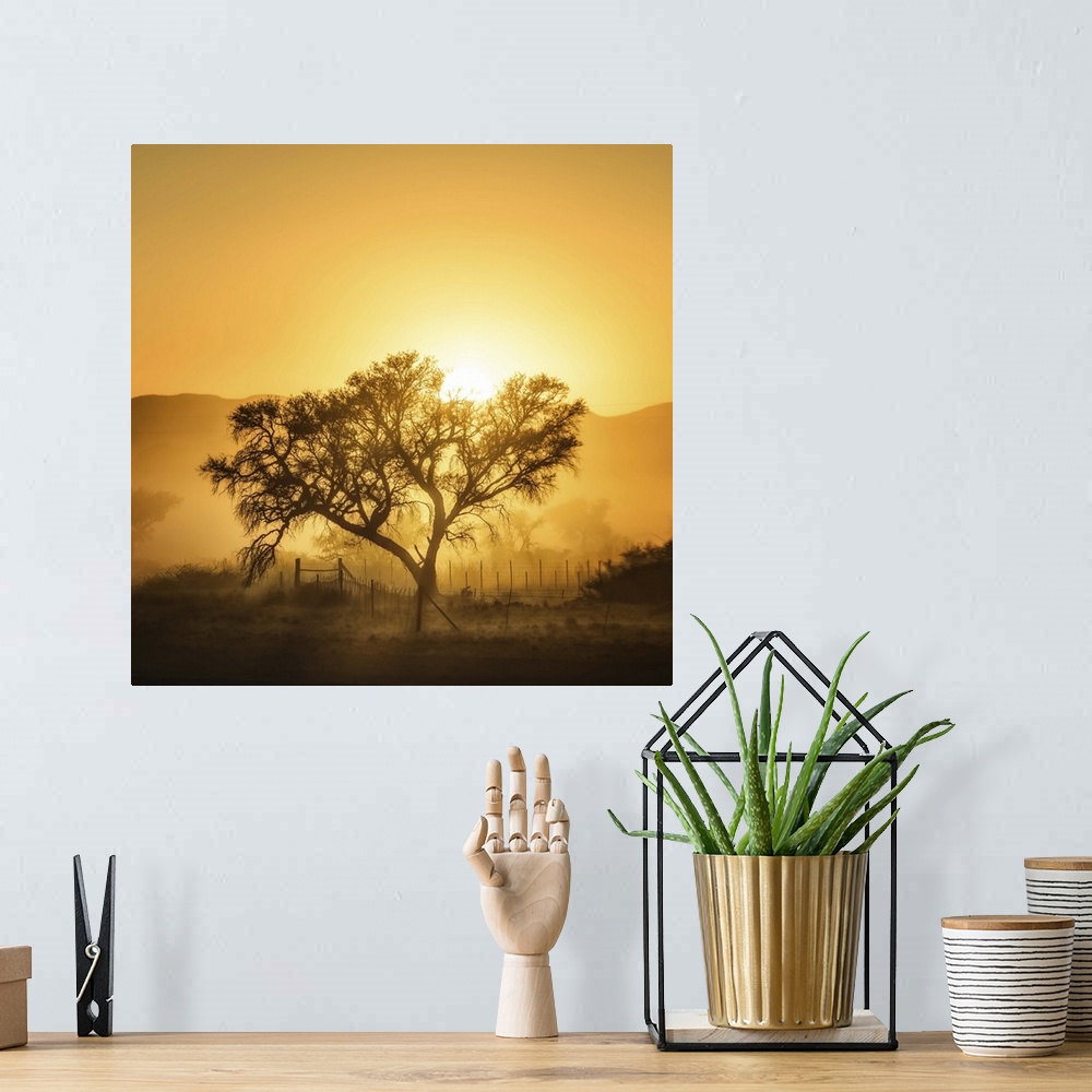 A bohemian room featuring Countryside sunrise casting a tree in silhouette and laying fog down all over the ground.