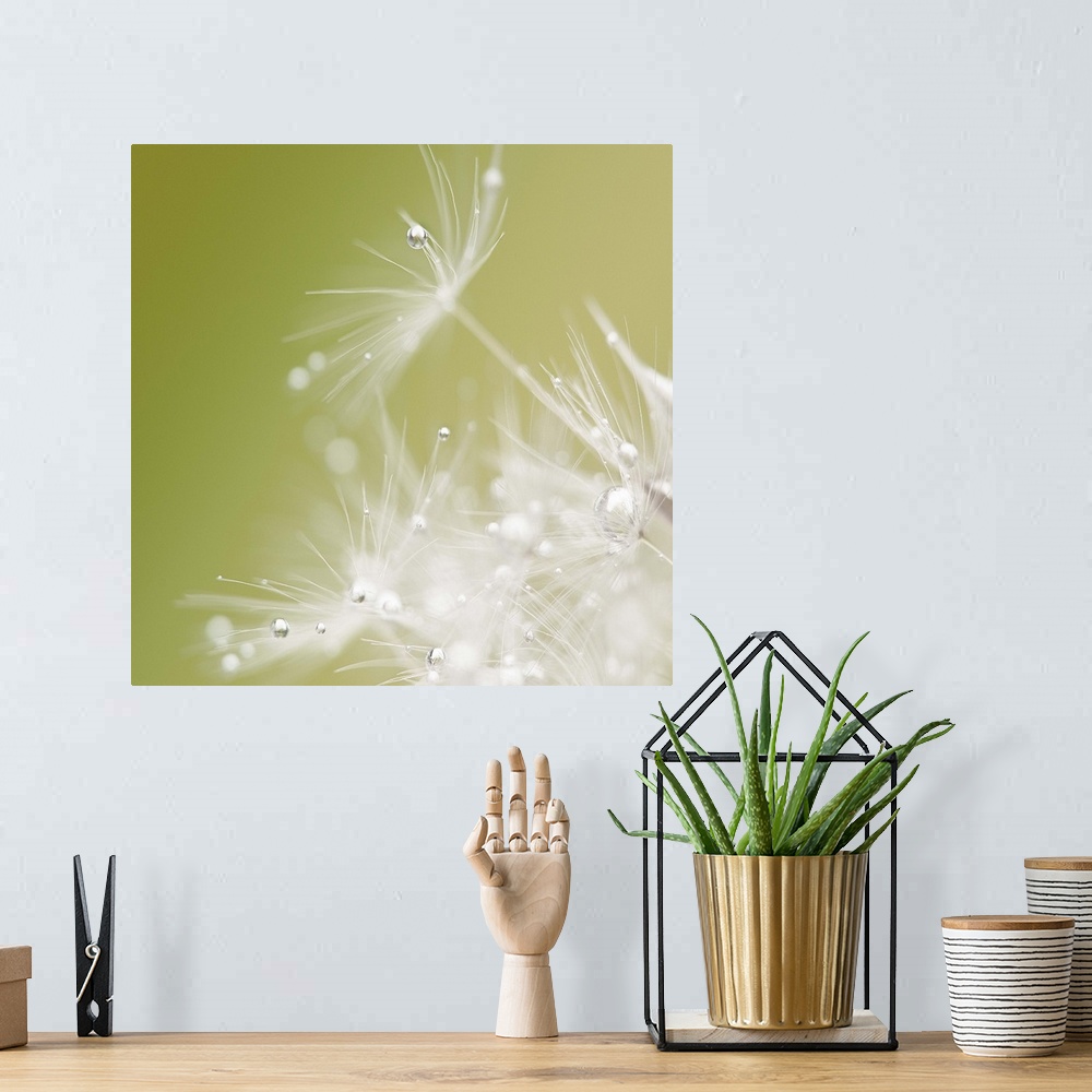 A bohemian room featuring Extreme close-up of a dandelion seeds with dew drops on the ends.