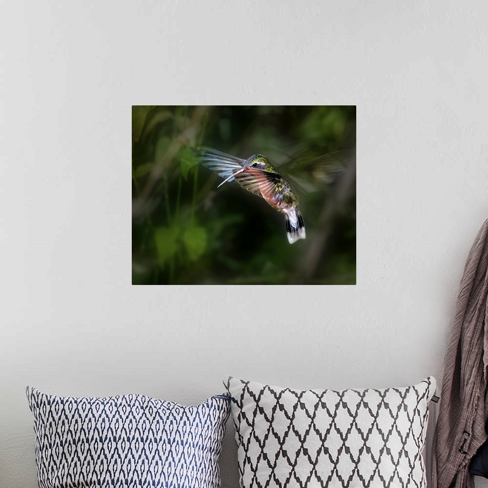 A bohemian room featuring A hummingbird hovering in the air, wings beating super fast.