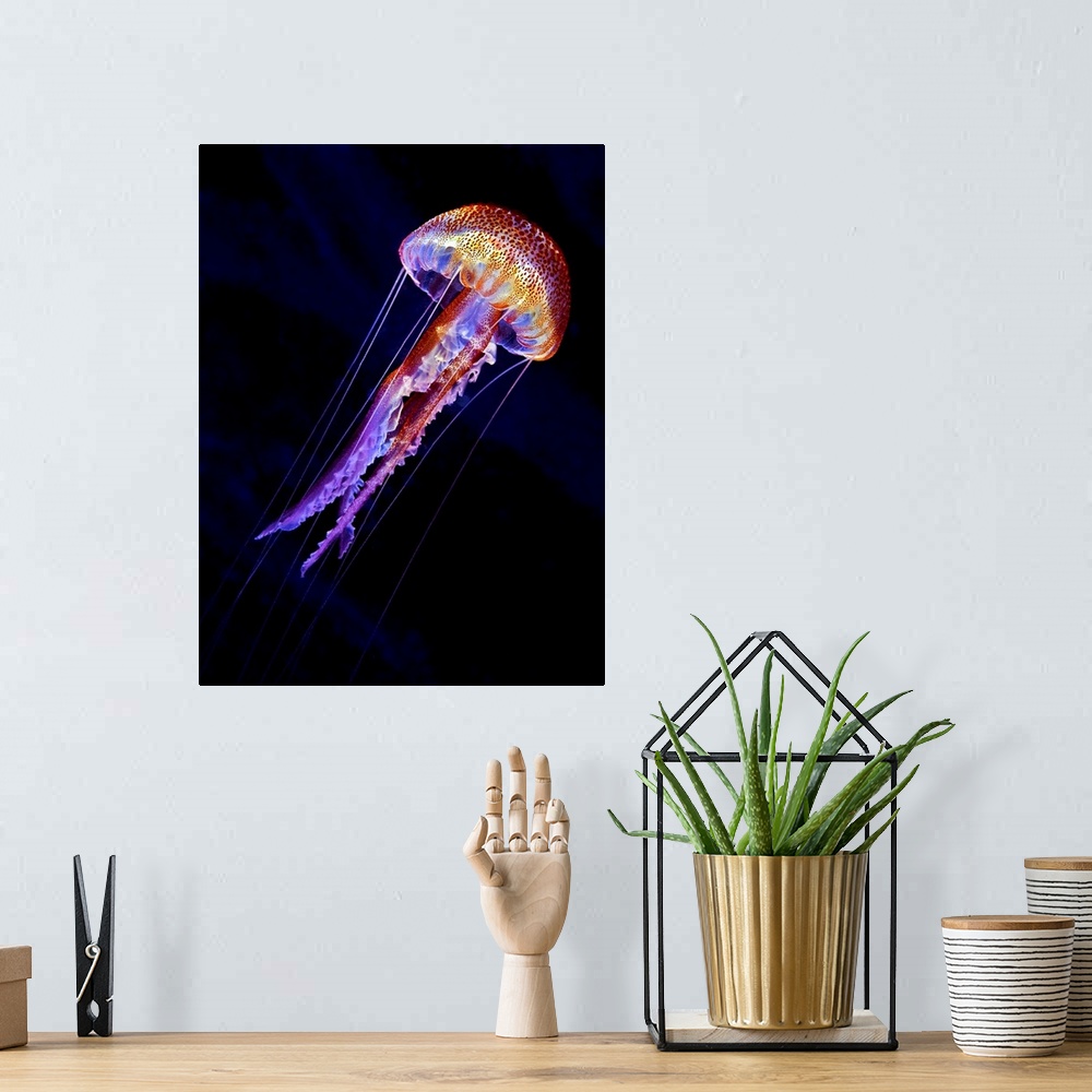 A bohemian room featuring A vibrant colorful jellyfish swimming against a black background.