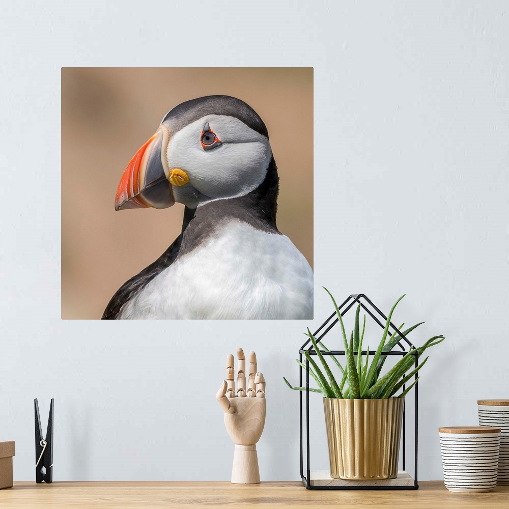 A bohemian room featuring A portrait of a puffin close-up.