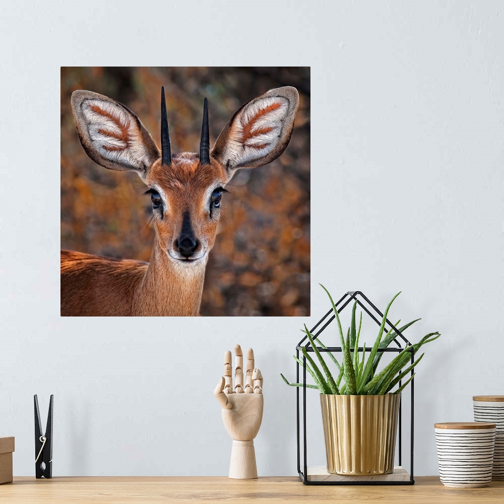 A bohemian room featuring Portrait of a steenbok, a small antelope with large ears and pointed antlers.