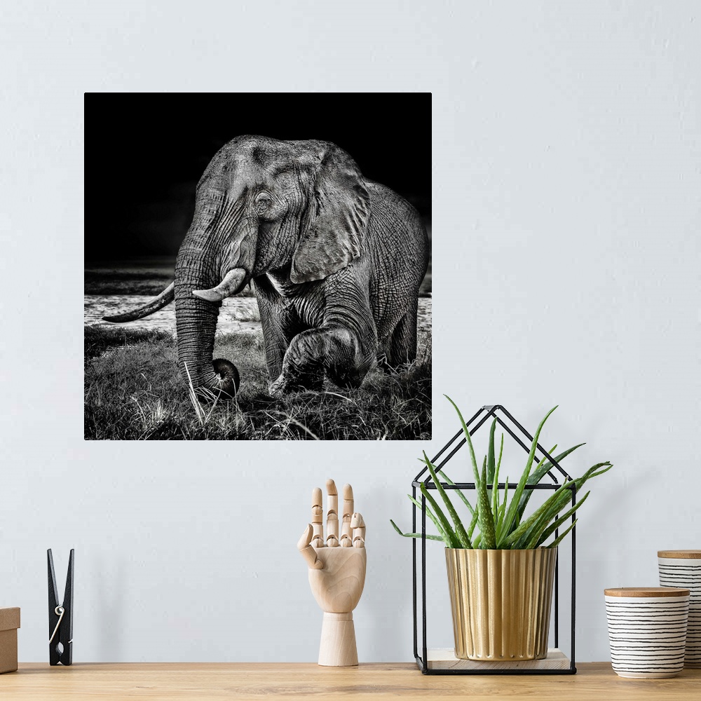 A bohemian room featuring Square black and white photograph of an elephant highlighting the contrasting detail in its skin.