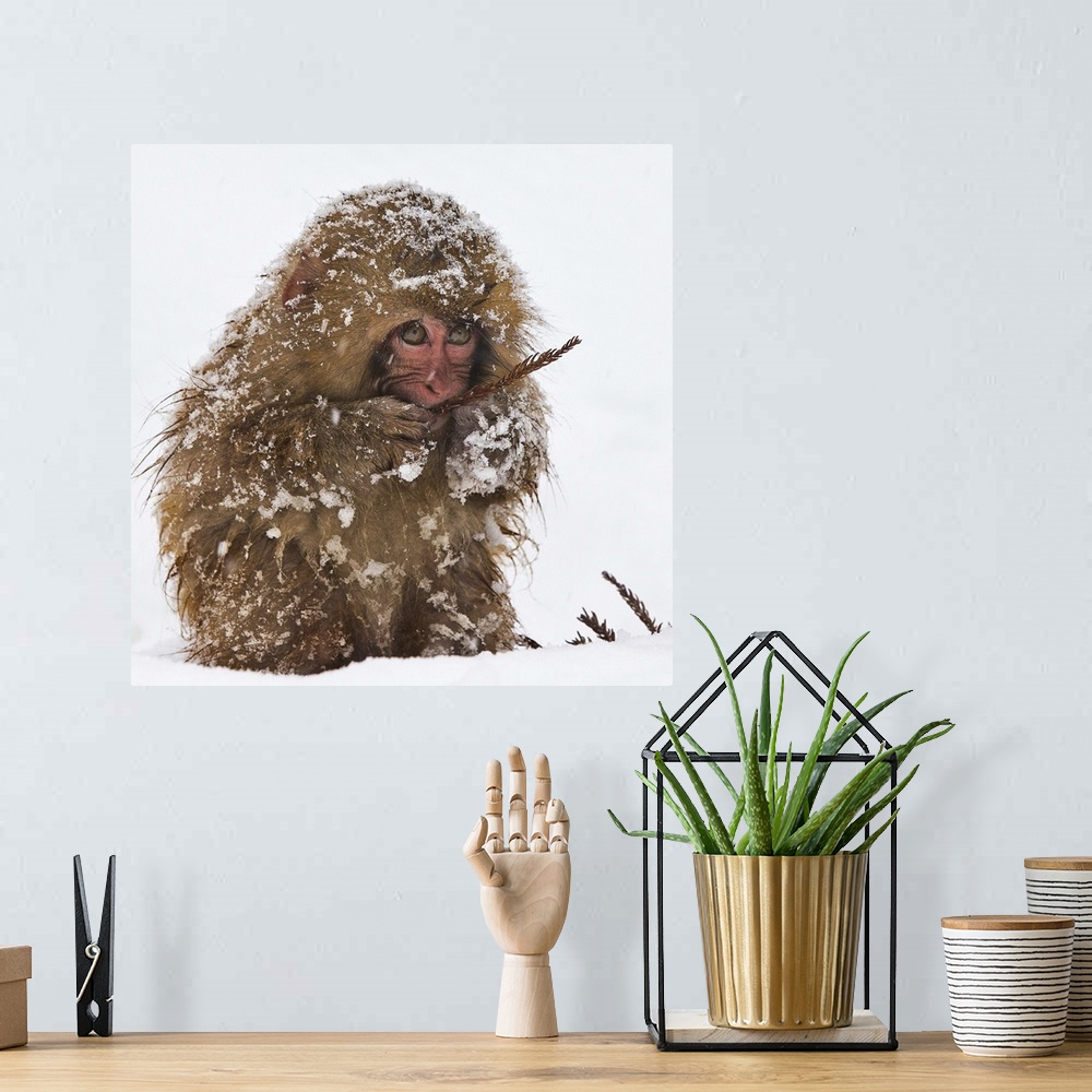 A bohemian room featuring A Japanese Macaque eating a sparse plant, covered in snow.
