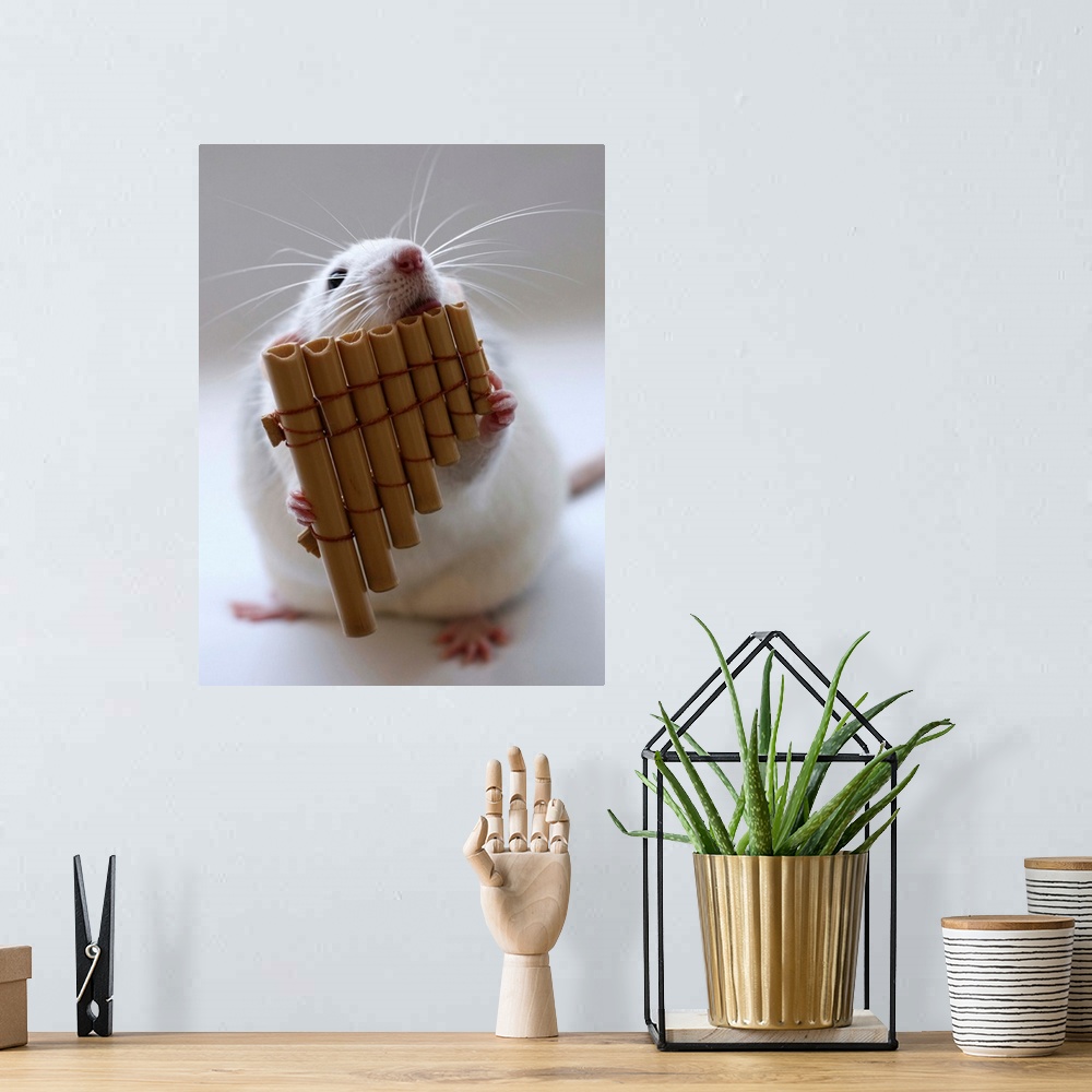A bohemian room featuring Cute white rat appearing to play a miniature panflute.