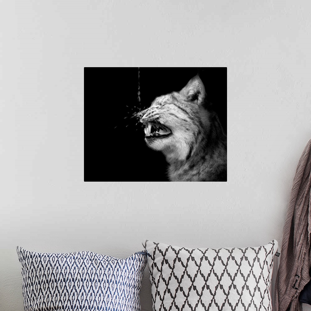 A bohemian room featuring A cat snarling in surprise as a water droplet hits its nose.