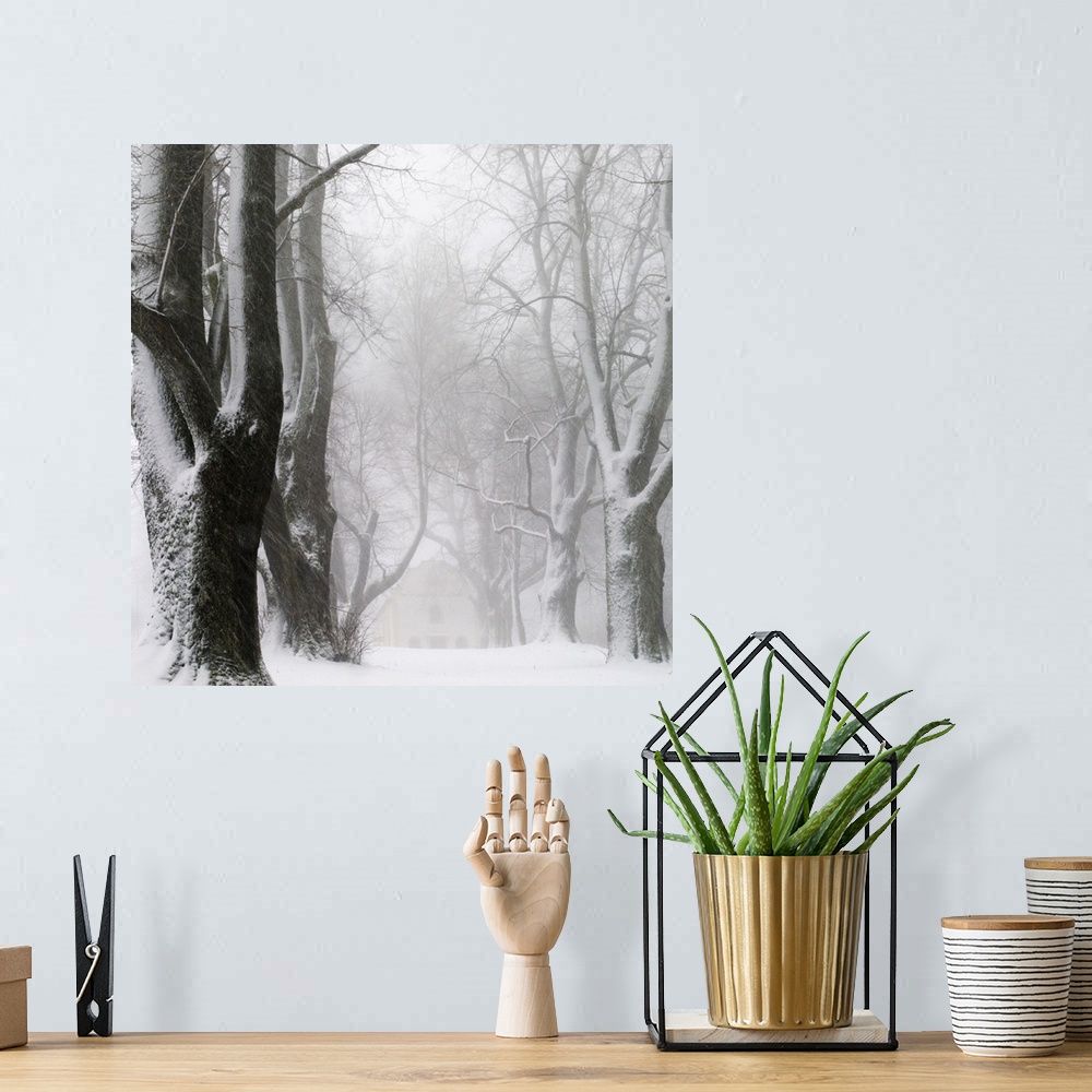 A bohemian room featuring Forest of bare trees in a blizzard so strong, the sides of the trunks are covered in snow.
