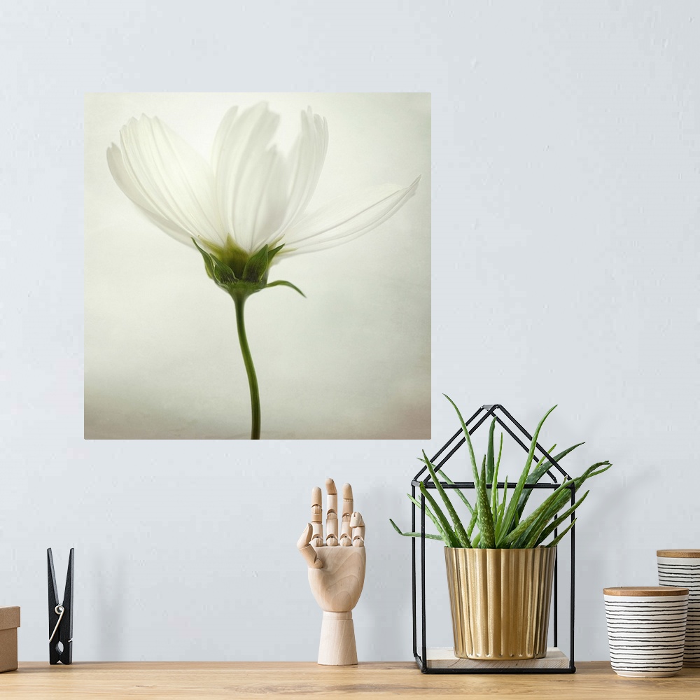 A bohemian room featuring Fine art photo of a blooming cosmos flower.