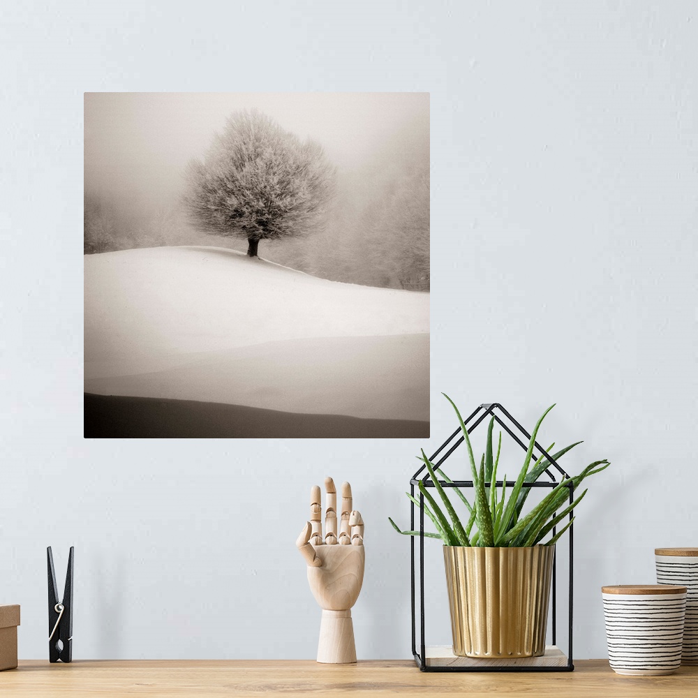 A bohemian room featuring Tree with full branches alone on a hill covered in snow in the winter.
