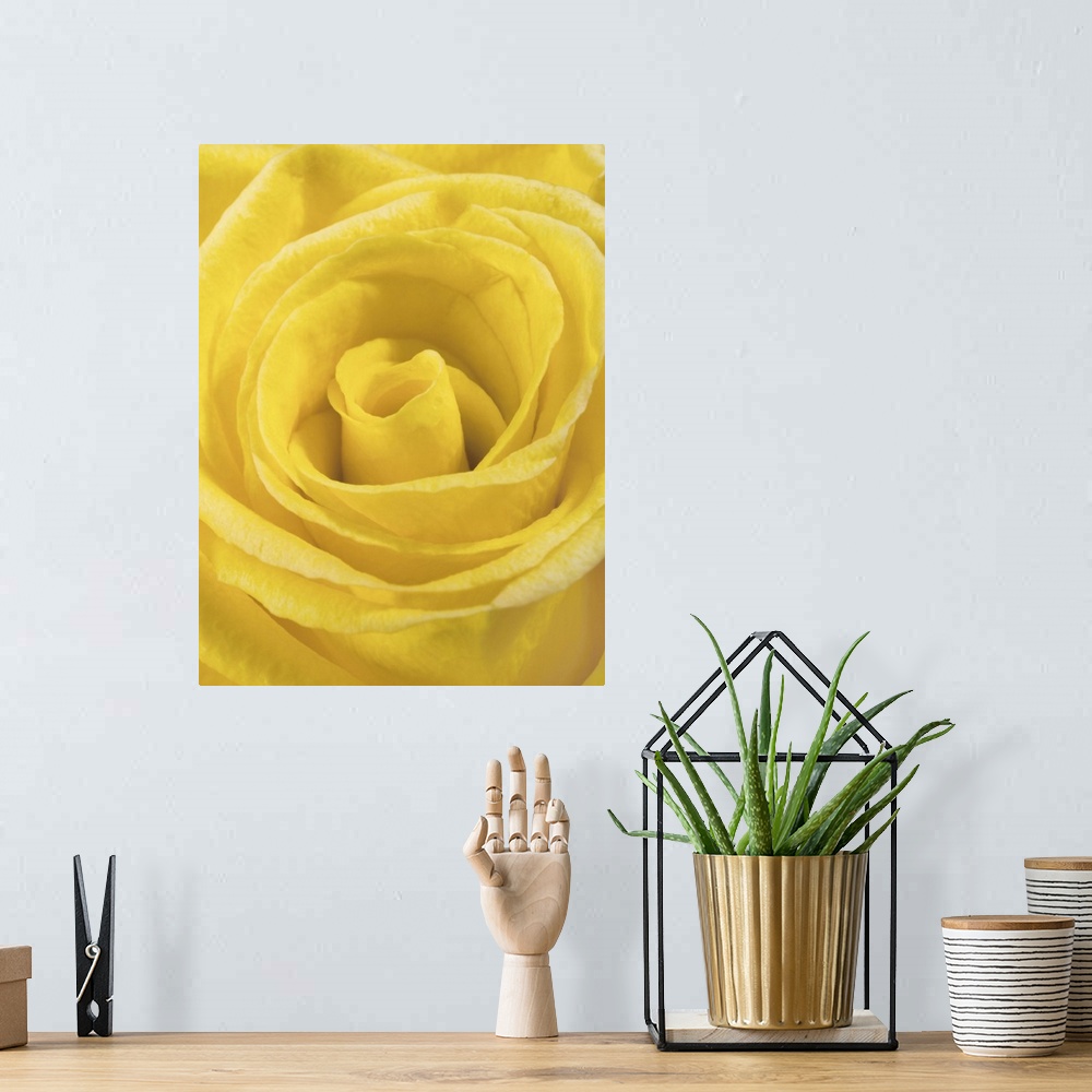 A bohemian room featuring macro shot of a beautiful yellow rose