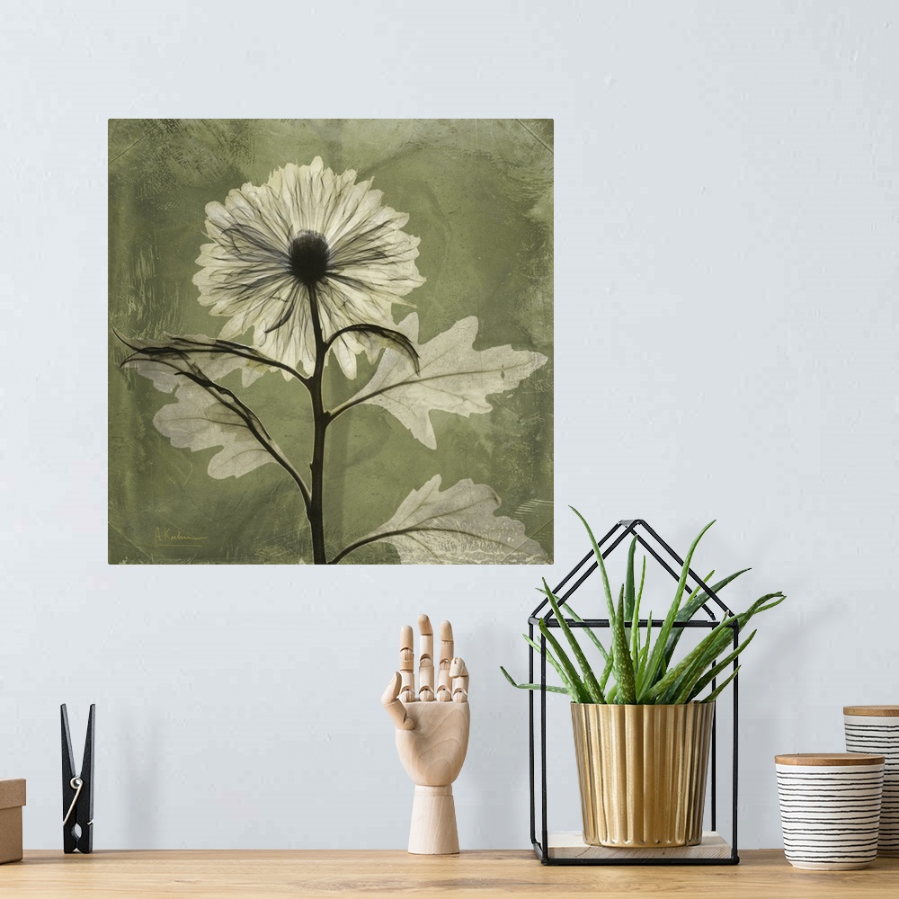 A bohemian room featuring Chrysanthemum x-ray photography