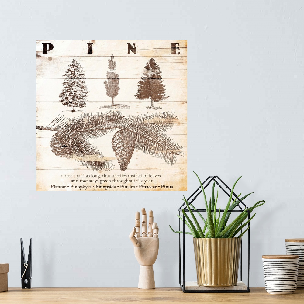 A bohemian room featuring Cabin home decor of pine tree details in a scientific illustration style.