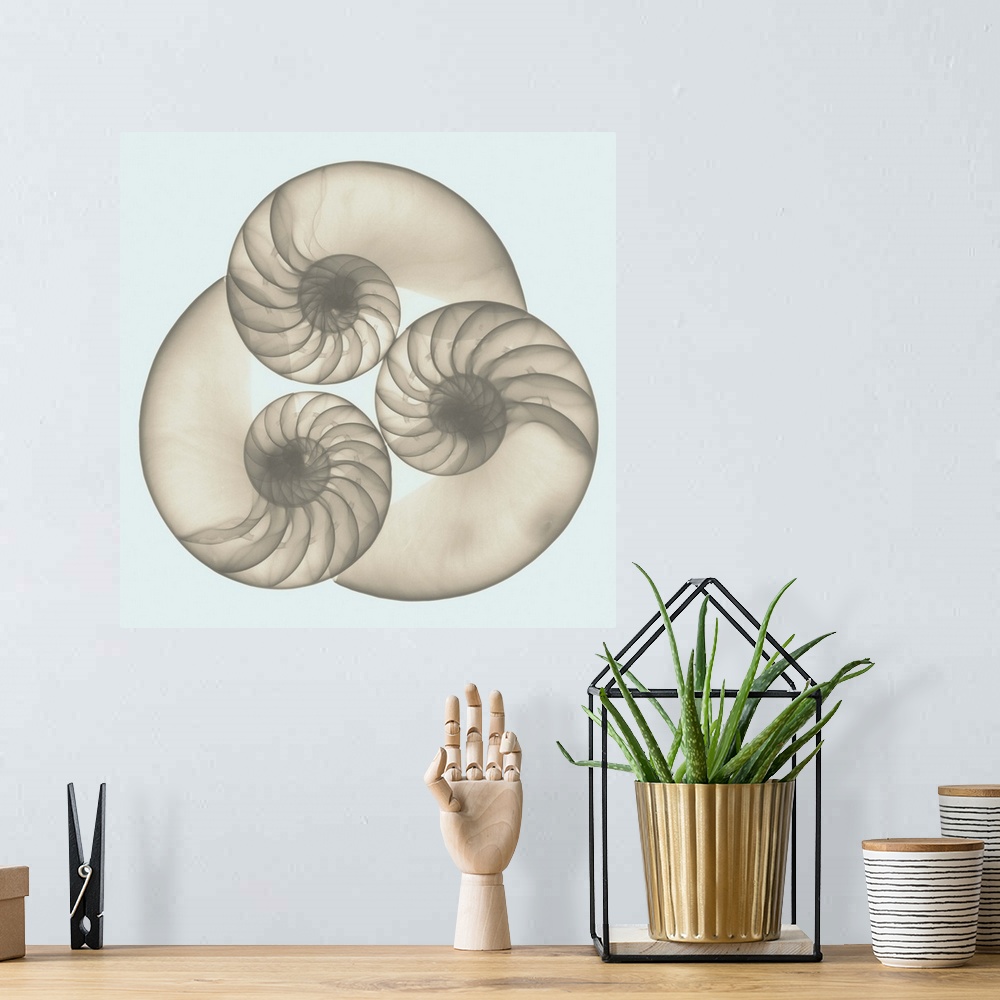 A bohemian room featuring Square x-ray photograph of three seashells arranged in a circular shape, against a light background.