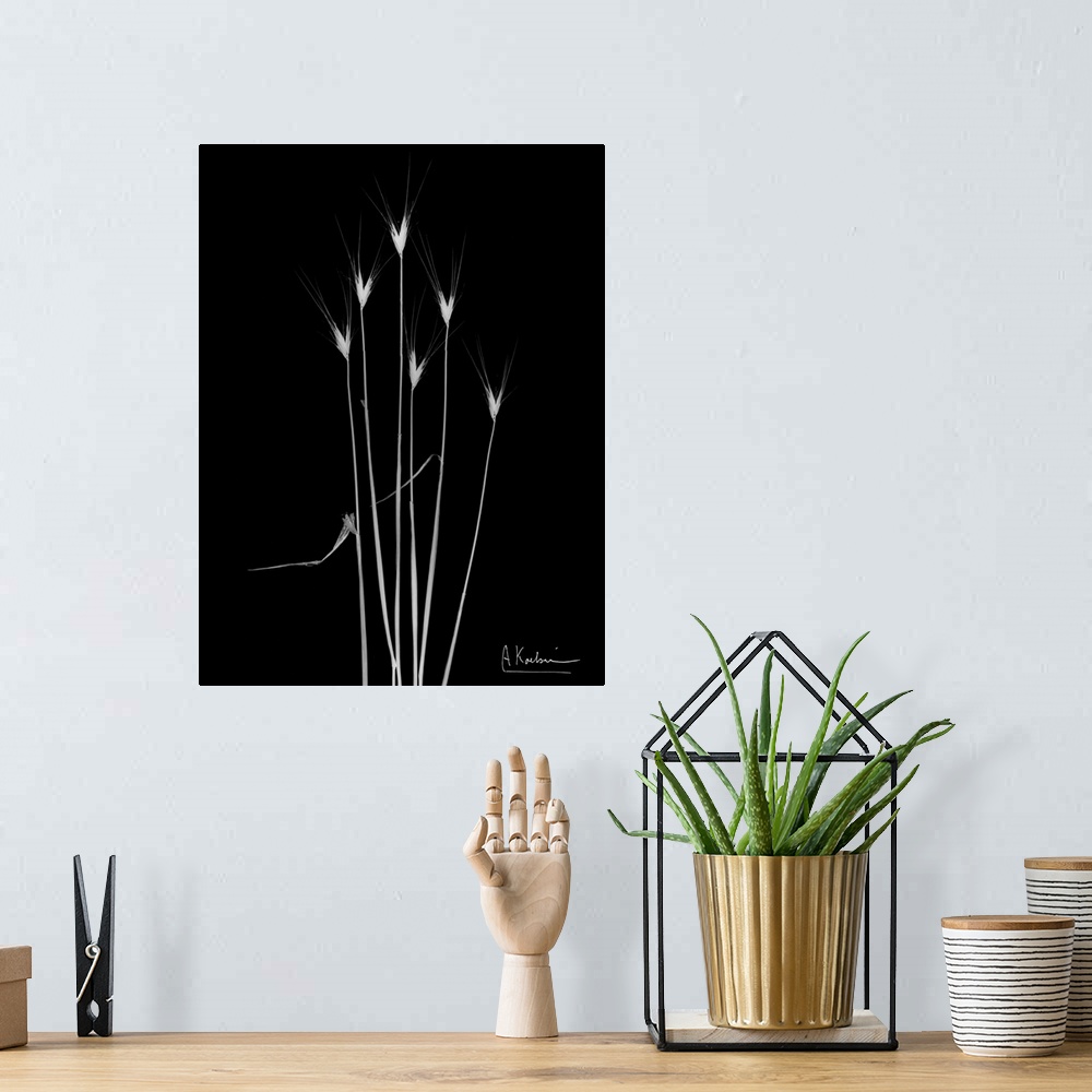 A bohemian room featuring X-Ray photograph of six blades of wild grass against a black background.