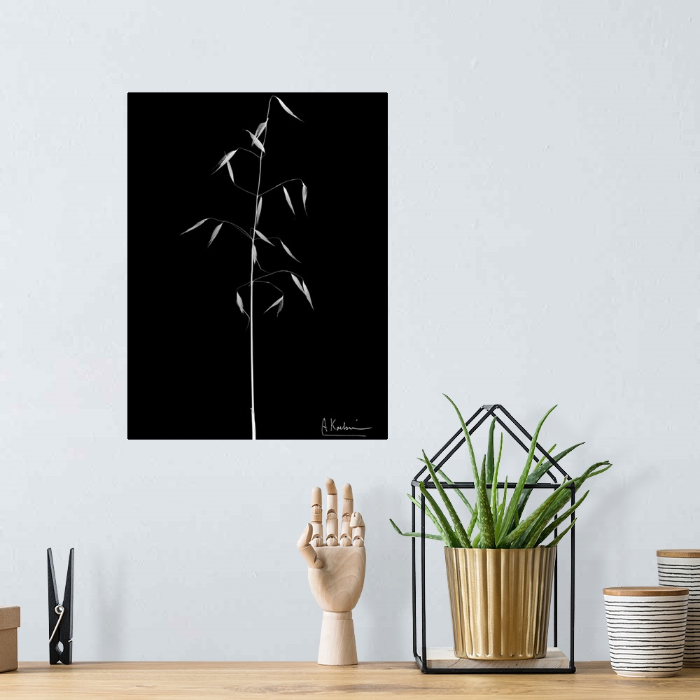 A bohemian room featuring X-Ray photograph of a stalk of wild grass against a black background.
