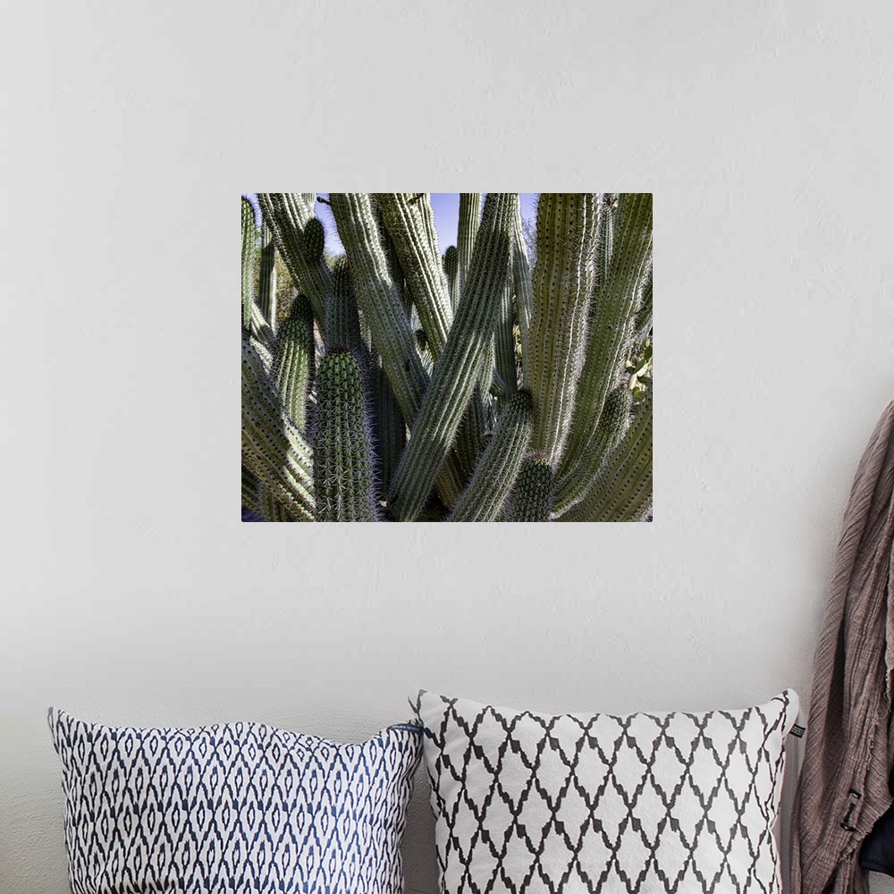 A bohemian room featuring Desert Cactus