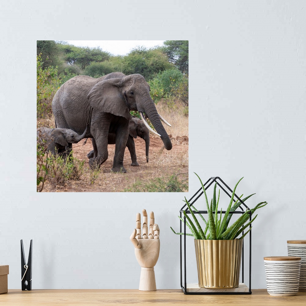 A bohemian room featuring Elephants in Tanzania, Africa