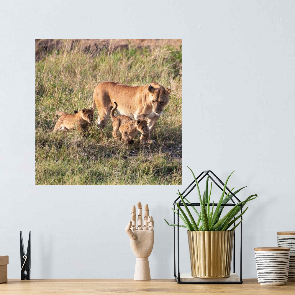 A bohemian room featuring Mom and cub lions in Serengeti National Reserve, Tanzania, Africa.
