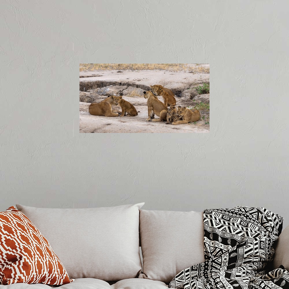A bohemian room featuring A pride of lions in Serengeti, Tanzania, Africa.