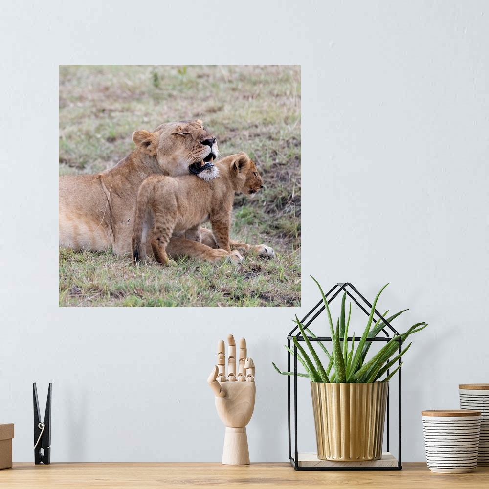 A bohemian room featuring A female lion and her cub  in Maasai Mara National Park, Kenya, Africa.