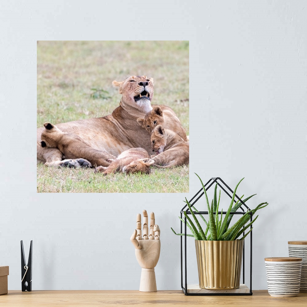A bohemian room featuring A female lion and her cubs  in Maasai Mara National Park, Kenya, Africa.