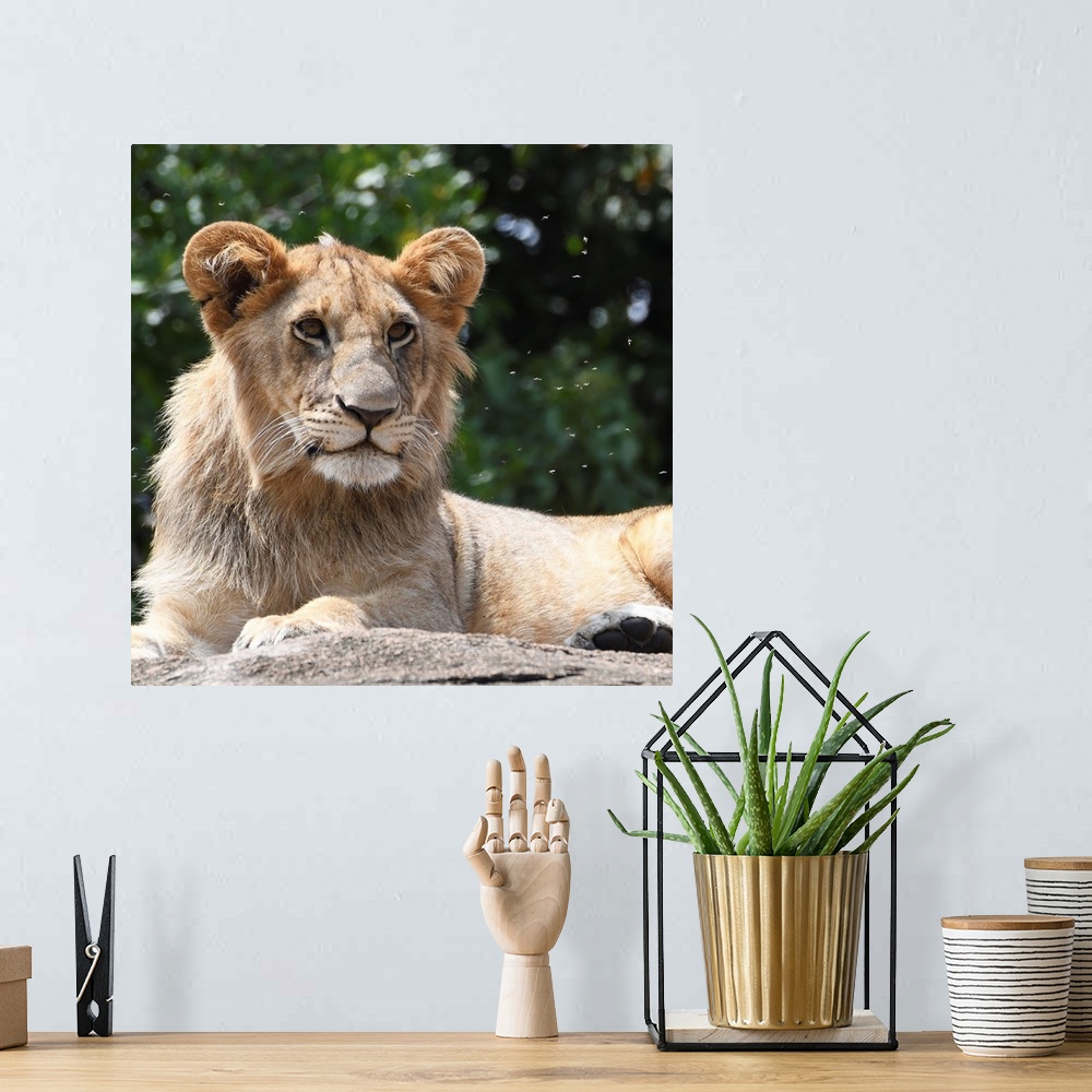 A bohemian room featuring A male lion on a rock in Serengeti, Tanzania, Africa