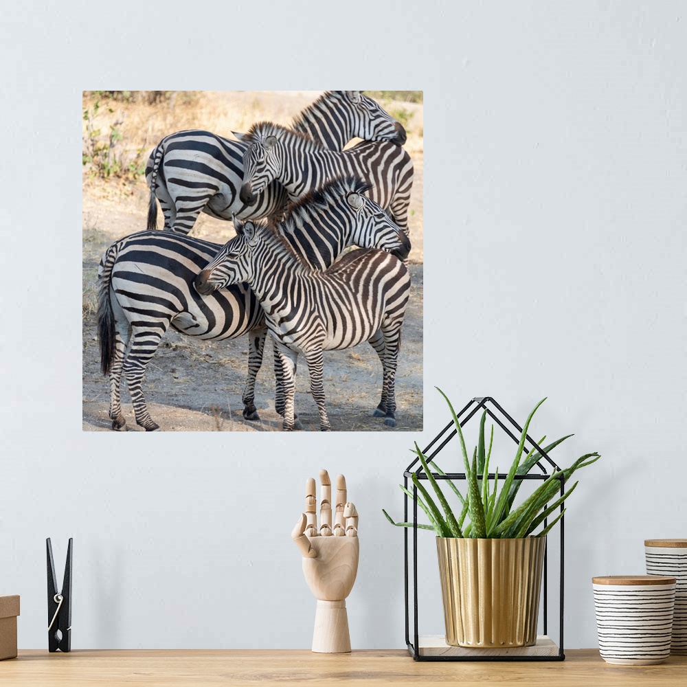 A bohemian room featuring Several zebra in Taranguire National Park, Tanzania, Africa