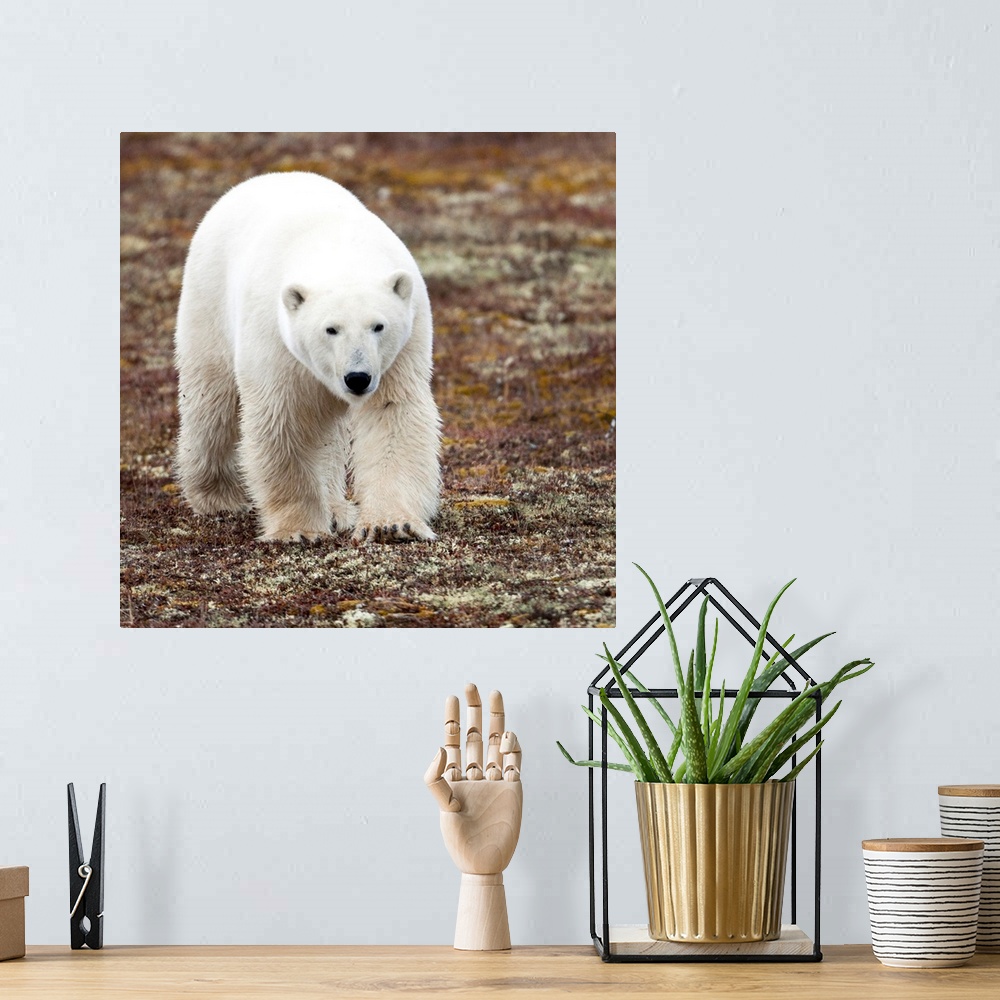 A bohemian room featuring A Polar Bear Walking On The Tundra, Churchill, Manitoba, Canada