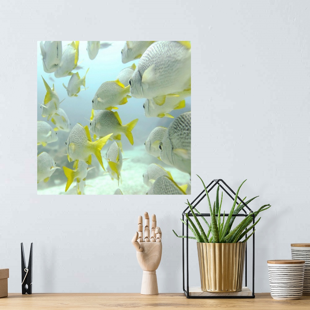 A bohemian room featuring A School Of Yellow-Tailed Grunt Fish  Swimming Underwater; Galapagos, Equador