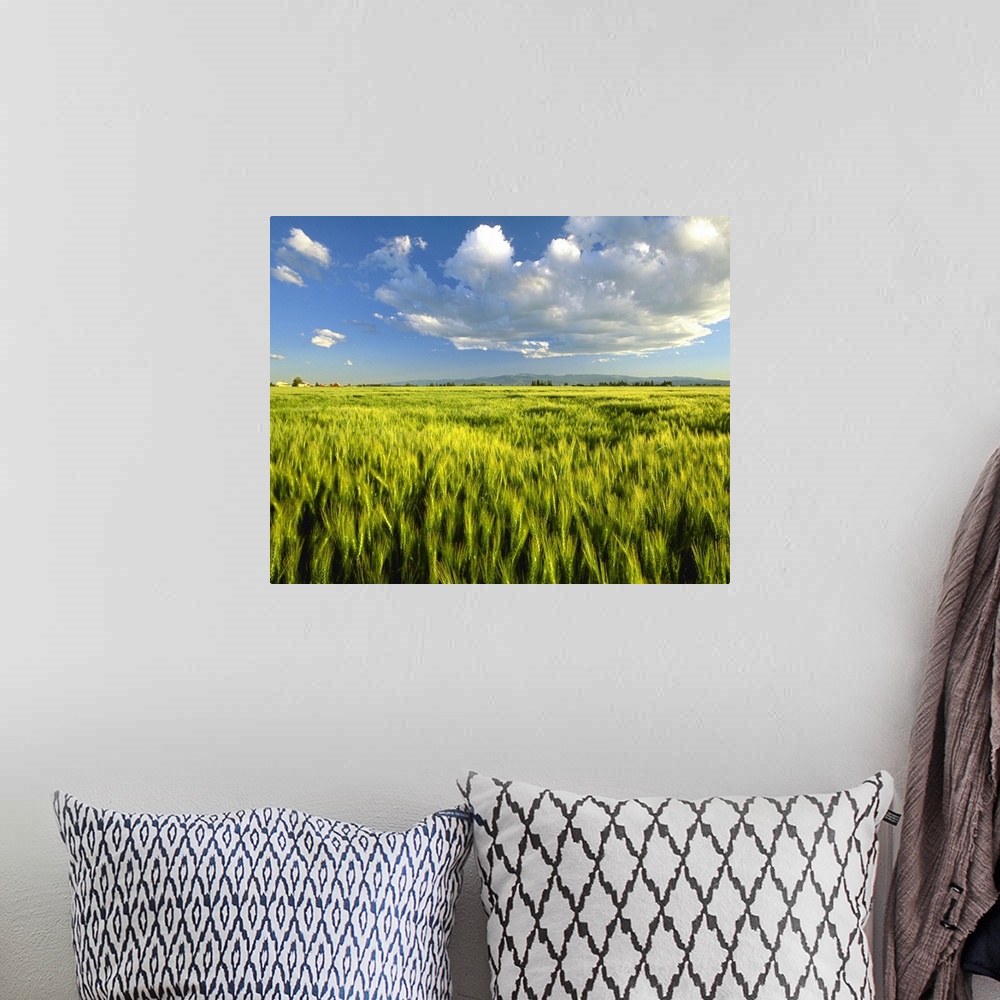 A bohemian room featuring Agriculture, Maturing green wheat field in the late afternoon light