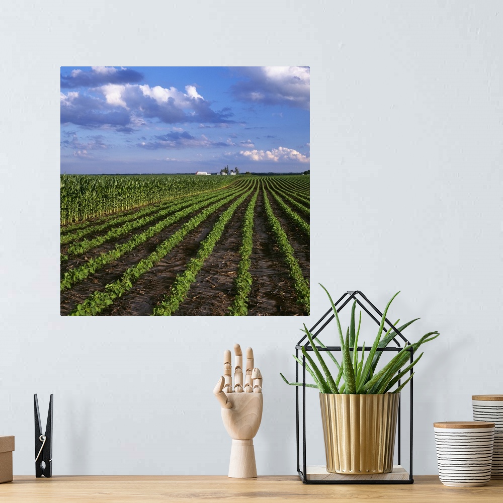 A bohemian room featuring An early growth soybean field grows next to a mid growth field of grain corn