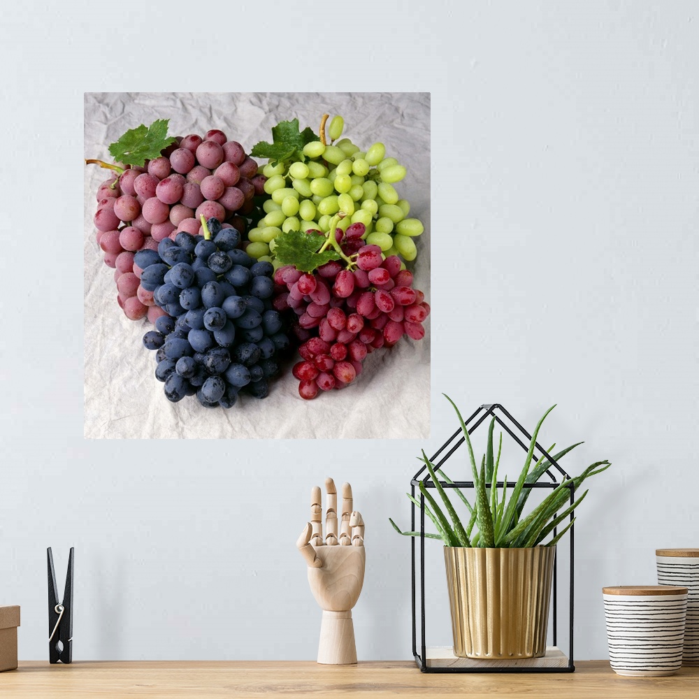 A bohemian room featuring Autumn Royal black grapes, Red Globe, Thompson Seedless and Crimson Seedless