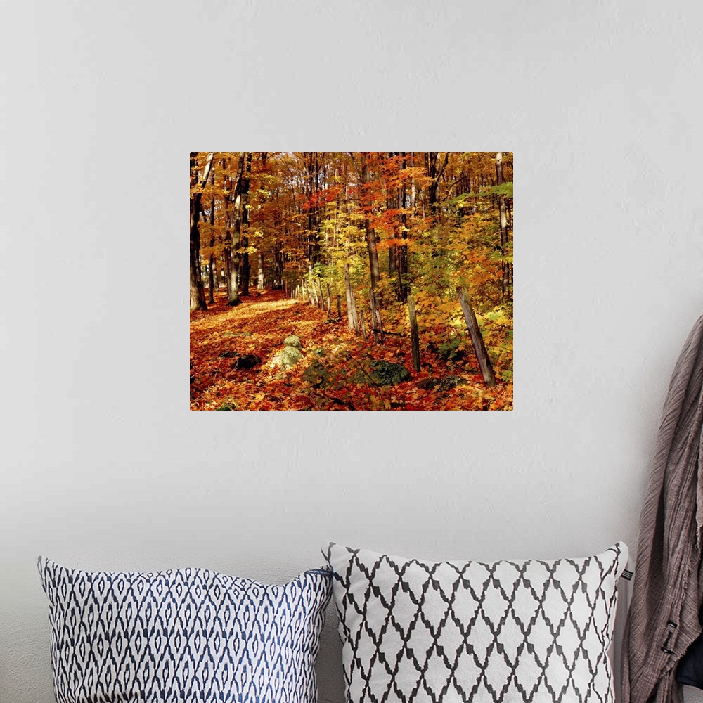A bohemian room featuring Autumn Trees