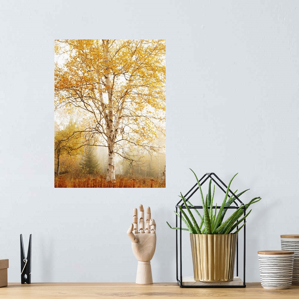 A bohemian room featuring Birch Trees In Autumn, Thunder Bay, Ontario, Canada