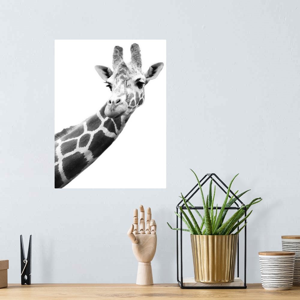 A bohemian room featuring Black And White Portrait Of A Giraffe