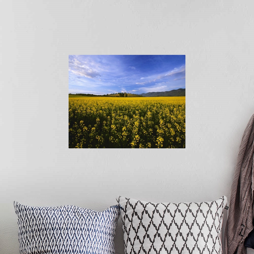 A bohemian room featuring Canola field in bloom in the morning light of Montana's Mission Valley, Polson, Montana