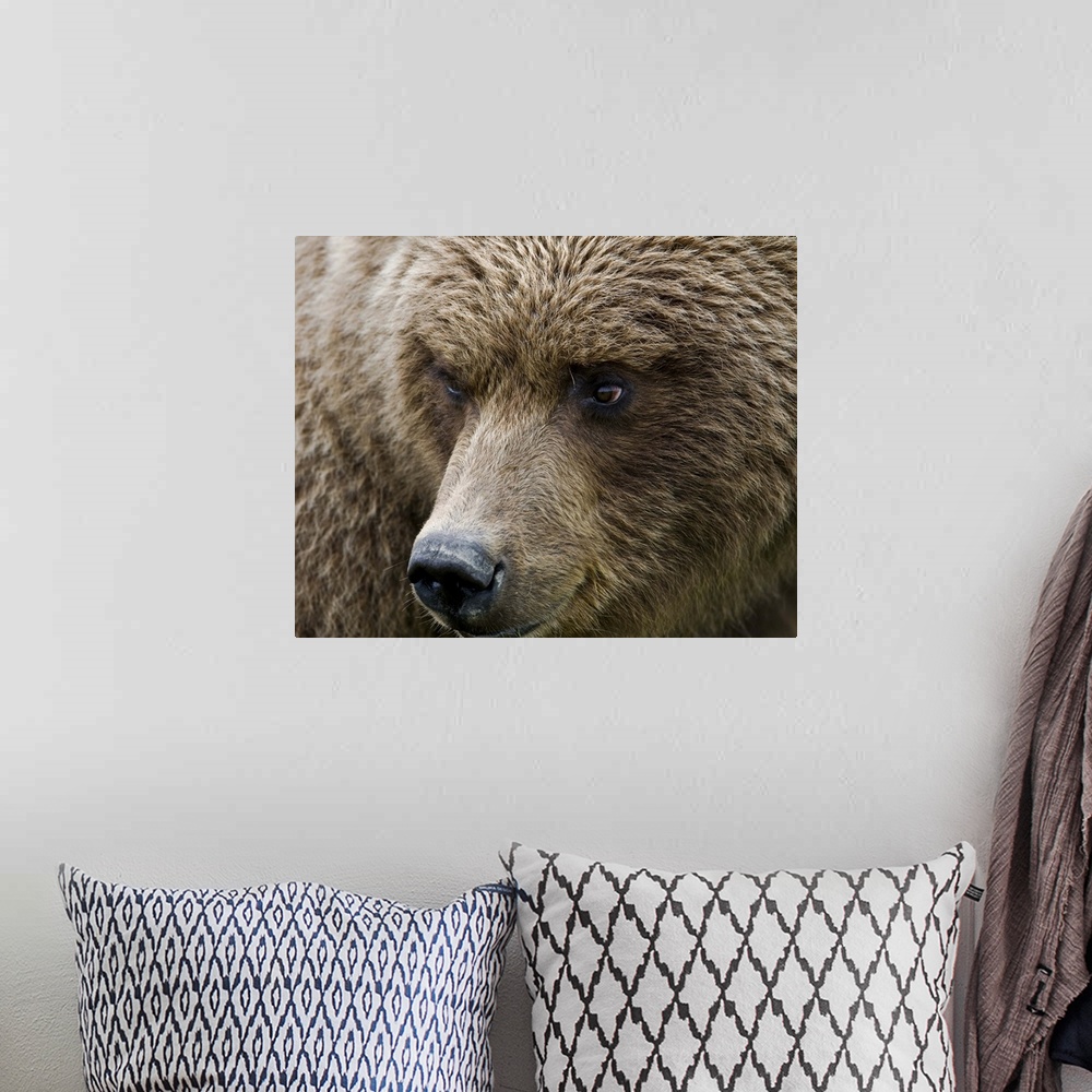 A bohemian room featuring Close up portrait of a Brown bear in Hallo Bay, Katmai National Park, Southwest Alaska