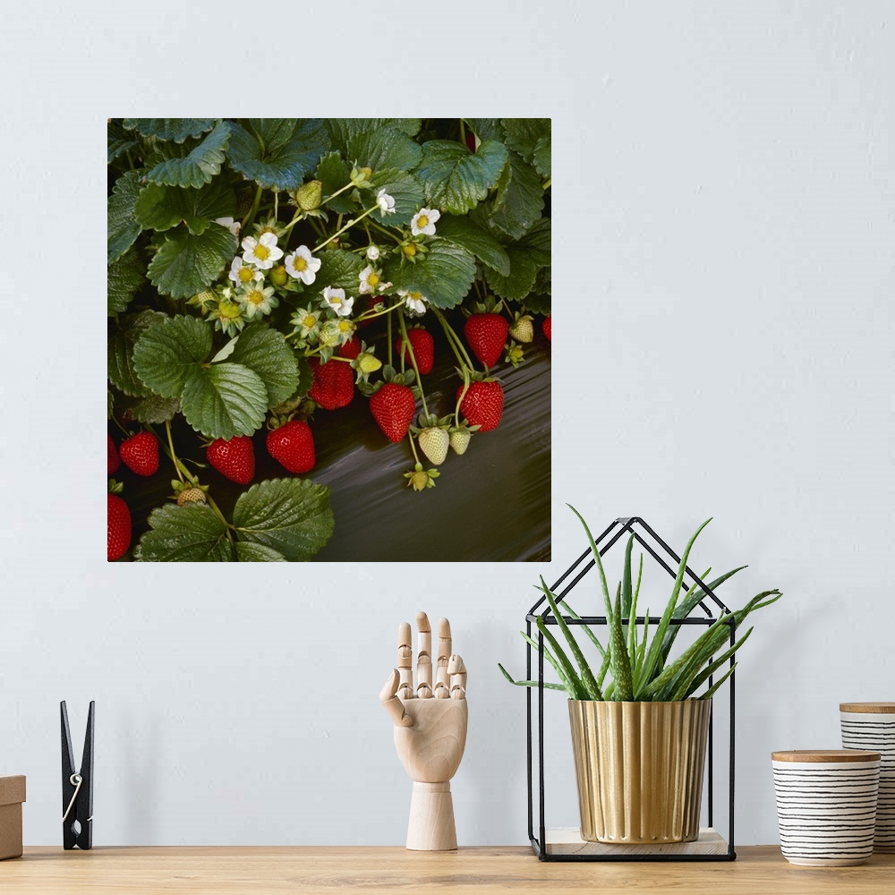 A bohemian room featuring Closeup of strawberry plants with blossoms and ripe berries in a row
