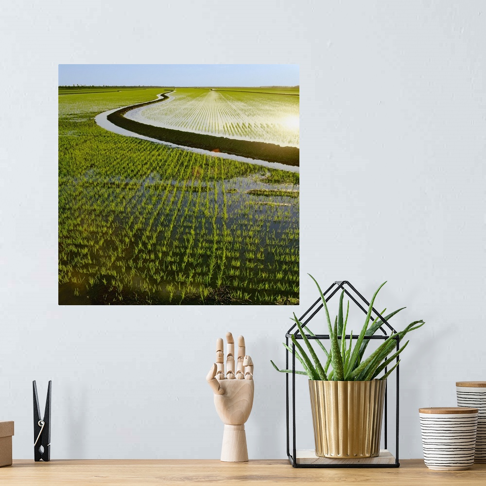 A bohemian room featuring Early growth rice plants in a newly flooded field with a levee