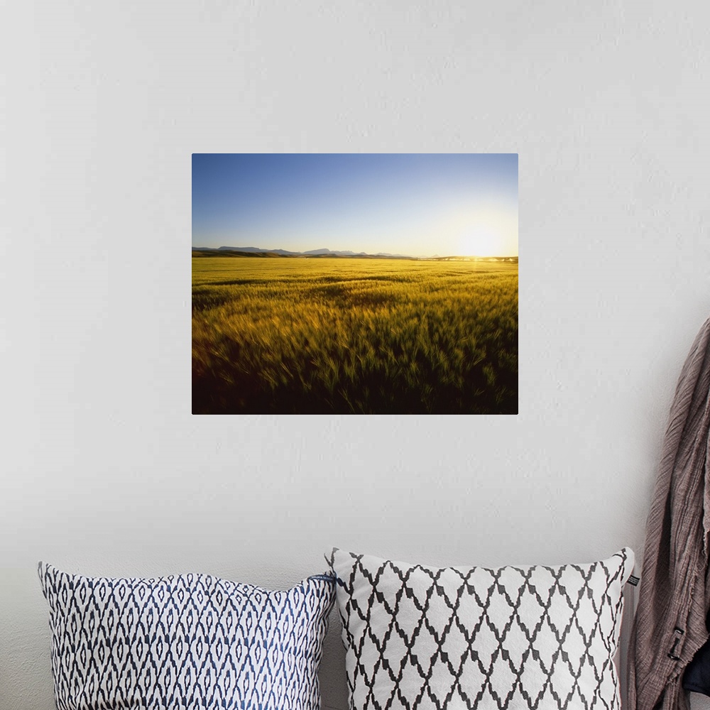 A bohemian room featuring Field of ripening barley in sunset light with the Rocky Mountains in the distance
