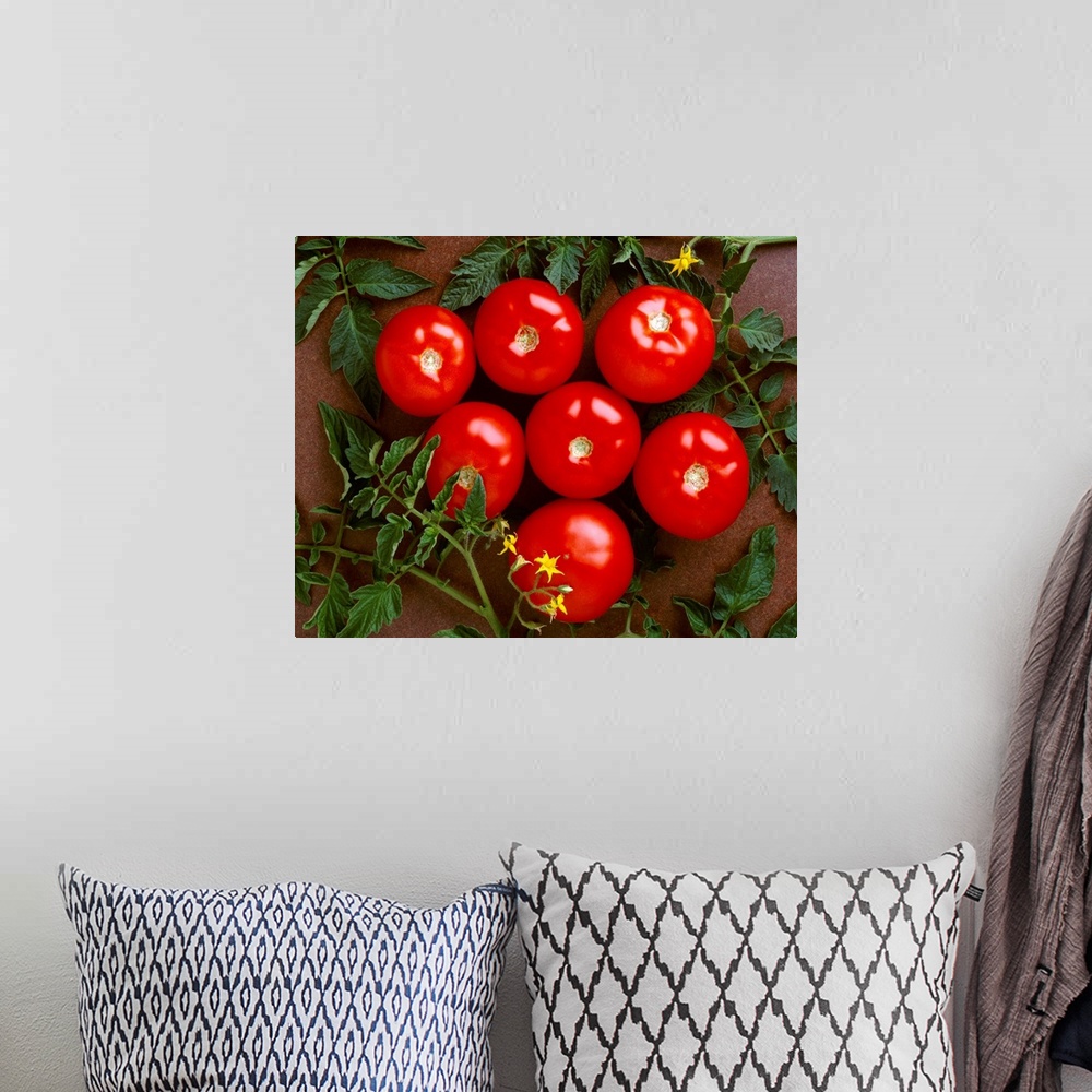 A bohemian room featuring Fresh market tomatoes on a dark brown background