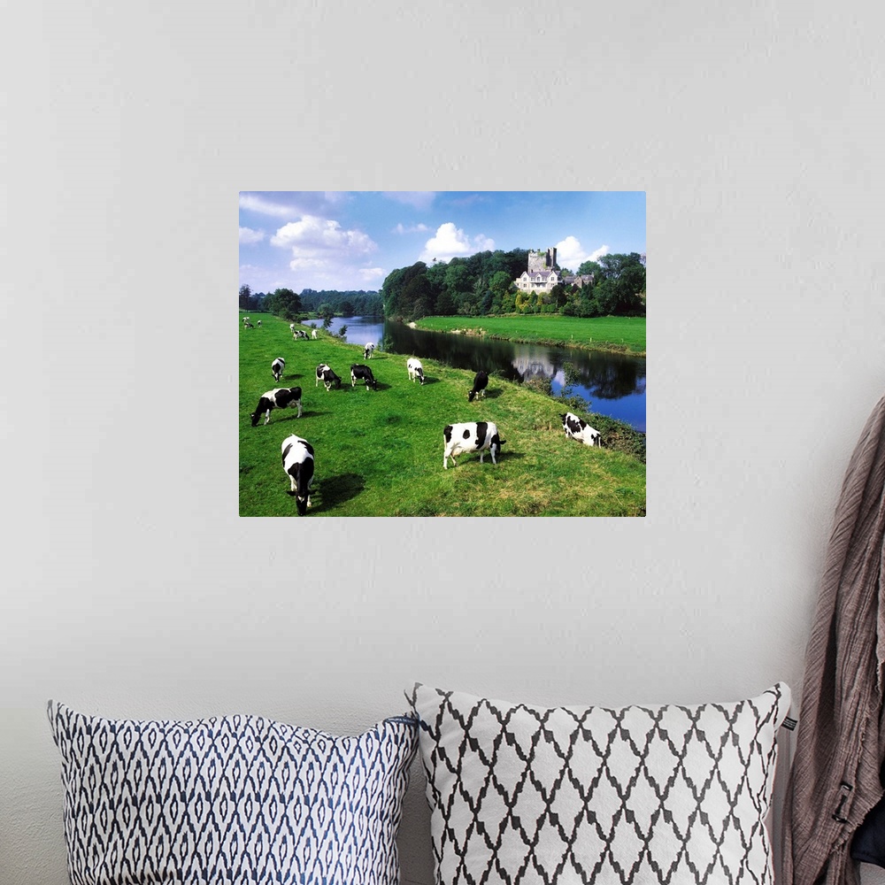 A bohemian room featuring Friesian Cattle, Ballyhooley, County Cork, Ireland